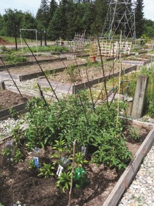 Community Garden Brown plot 2014