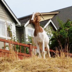 Goats in Issaquah Highlands