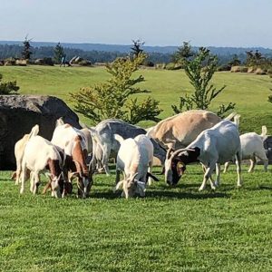 2019 Issaquah Highlands Goat Escape Grand View Park