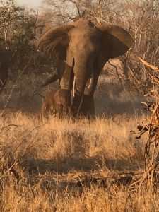 Elephants on safari South Africa